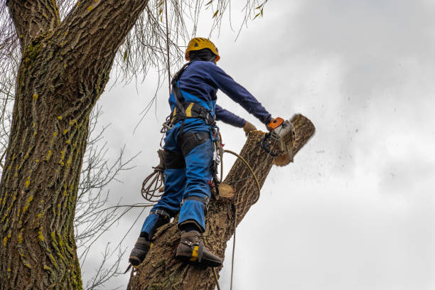 Best Tree Trimming and Pruning  in Williamsville, NY